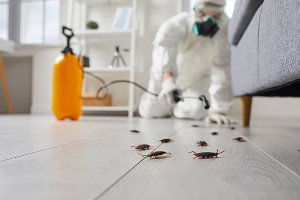 Post-Treatment Bed Bug Interceptor Monitoring in Horatio